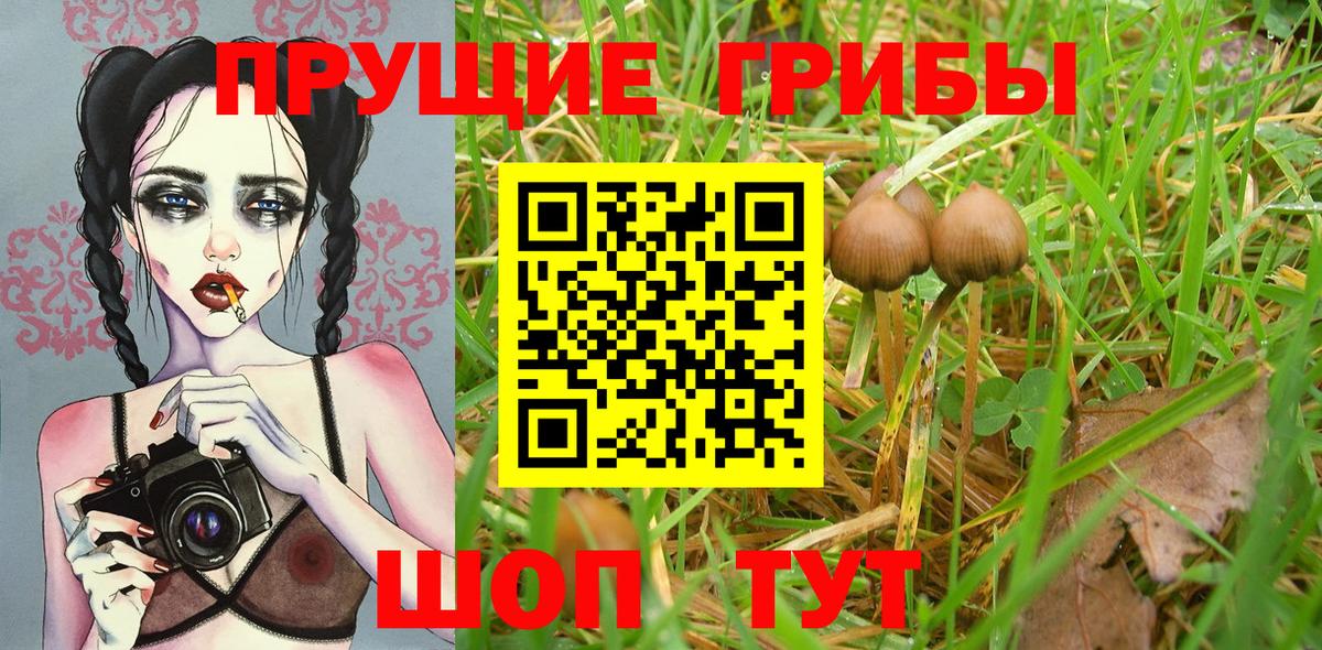 Псилоцибиновые грибы Cubensis Архангельск
